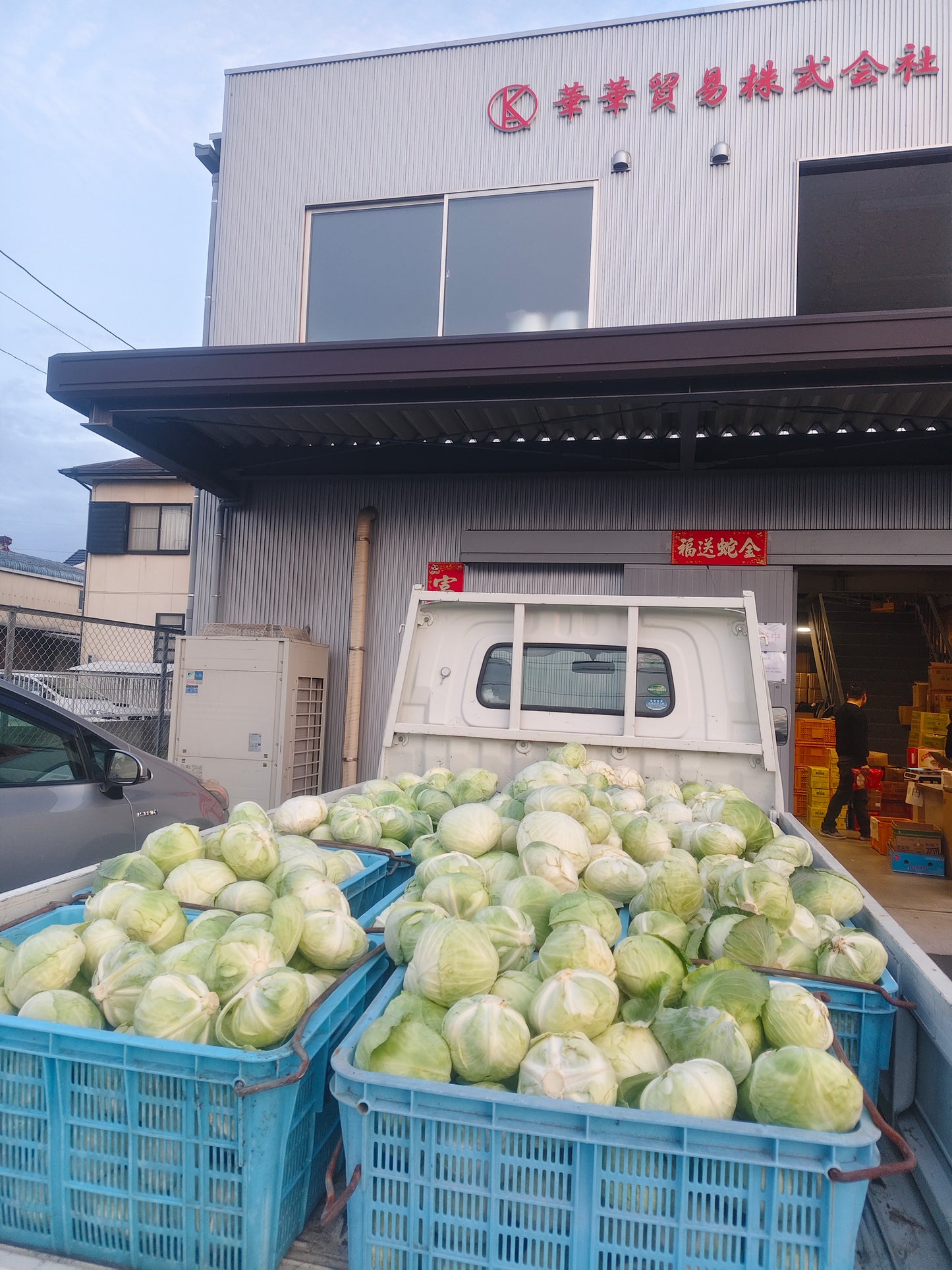包菜キャベツ40斤 3000包邮(北海道冲绳除外)