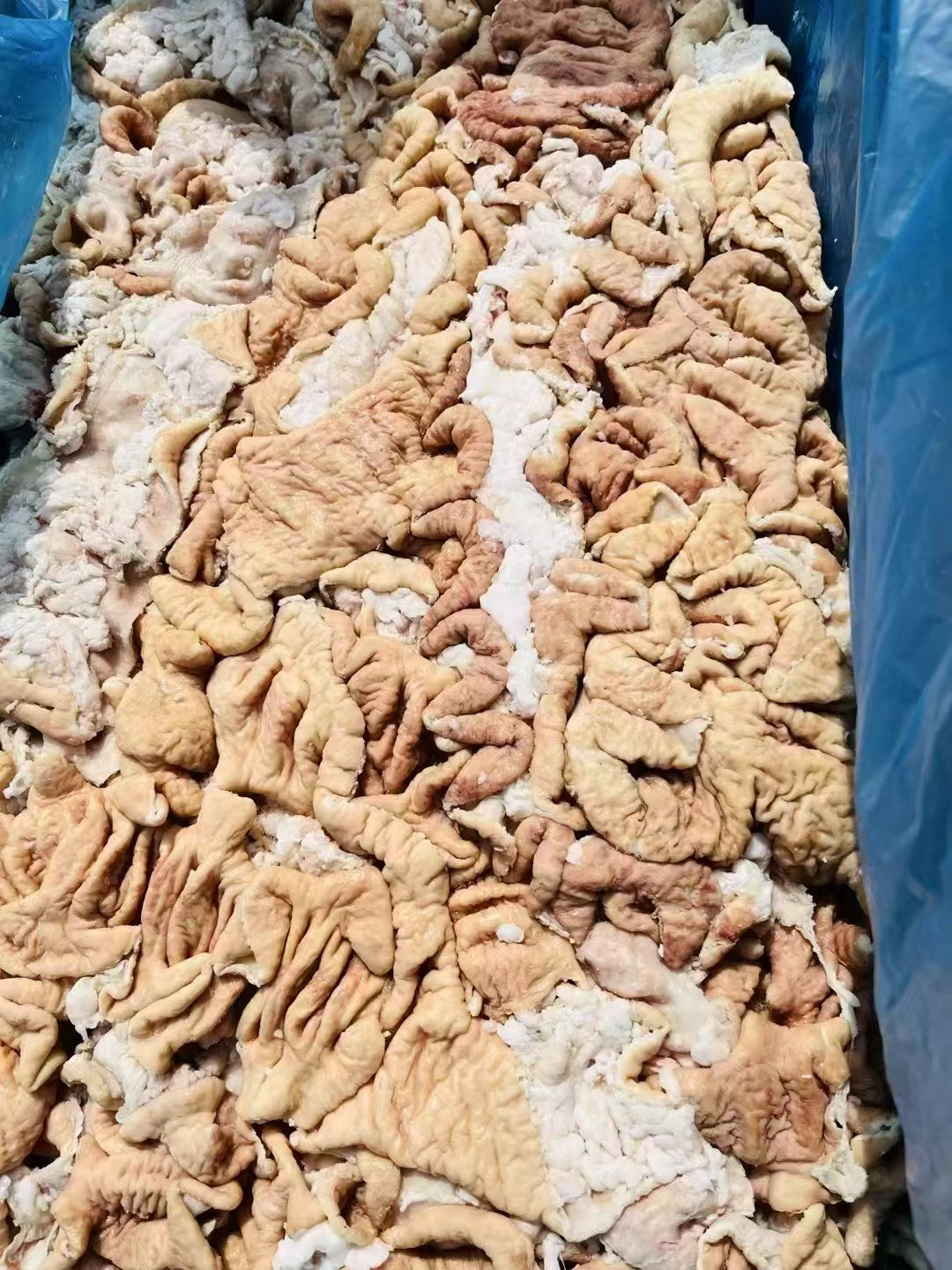 豚大腸 1000g 日本国産 冷凍品