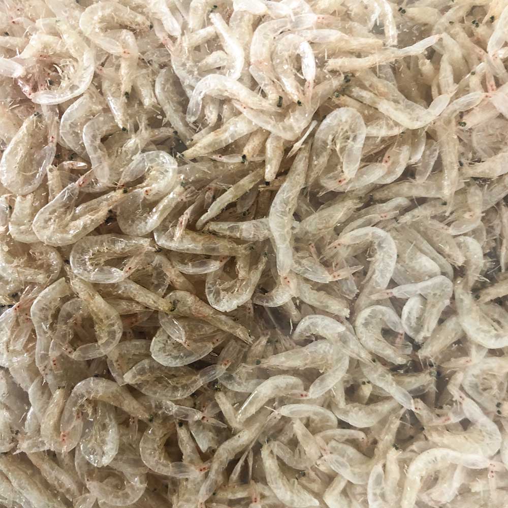 祥瑞 特級淡蝦皮 20g 佐賀産