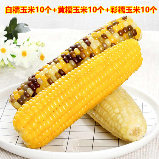 天勤有机糯玉米 白色10+黄色10个+彩色10个  软糯可口