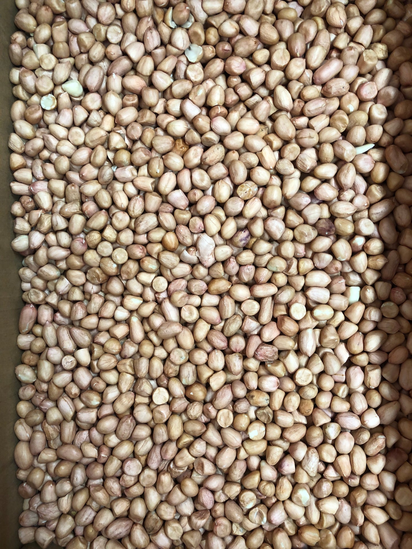 花生米 中粒25KG